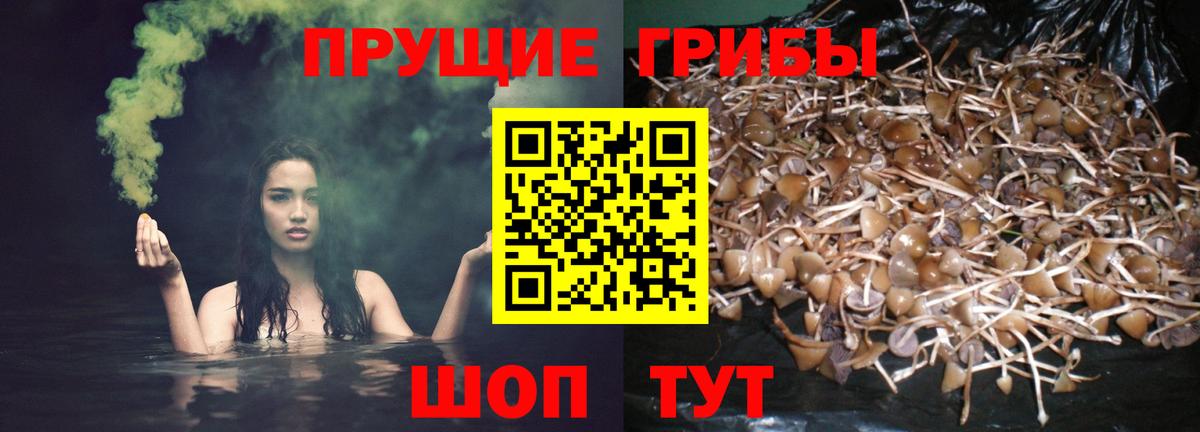 как найти наркотики  Галлюциногенные грибы Psilocybe  Вход с VPN  Гулькевичи  Галлюциногенные грибы ЛСД 